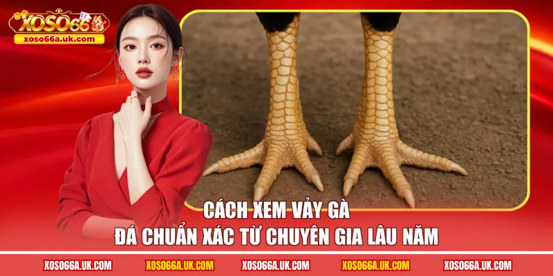 cách xem vảy gà