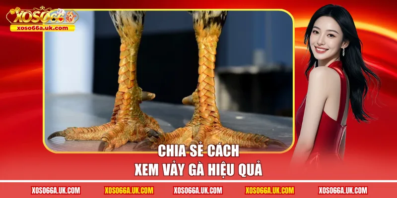 Chia sẻ cách xem vảy gà hiệu quả