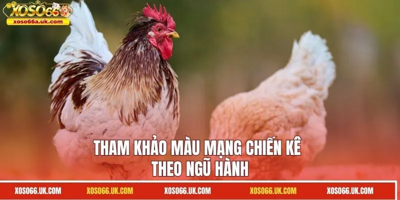 Tham khảo màu mạng chiến kê theo ngũ hành