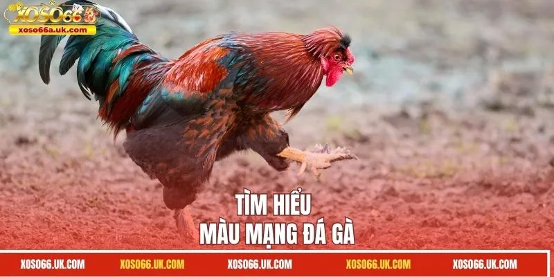Tìm hiểu màu mạng đá gà