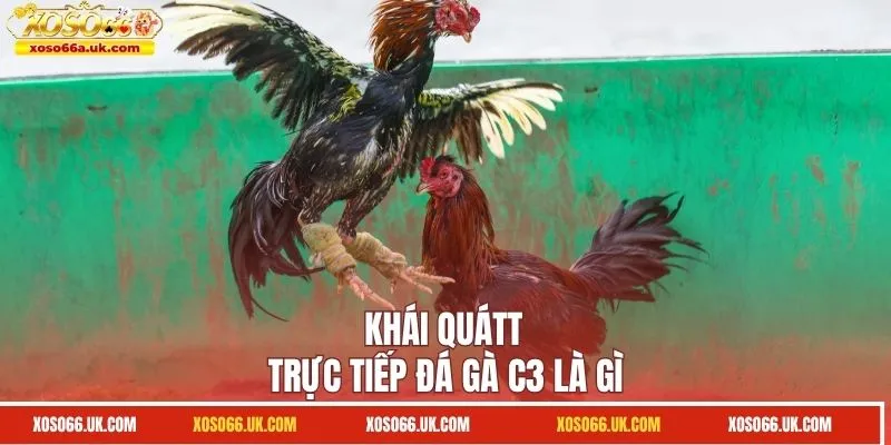 Khái quát trực tiếp đá gà C3 là gì?